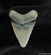 Gorgous Inch Bone Valley Megalodon Tooth #544-1